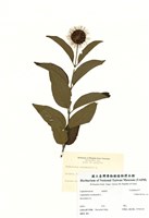 藏品(粗榧科)的圖片